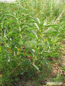  Thermopsis Lanceolata Extract